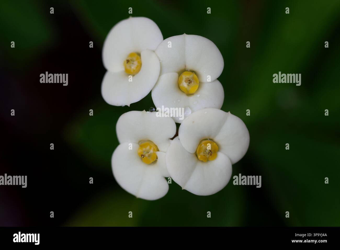 Prima vista di fiori bianchi di Crown of Thorns con centri gialli Foto Stock