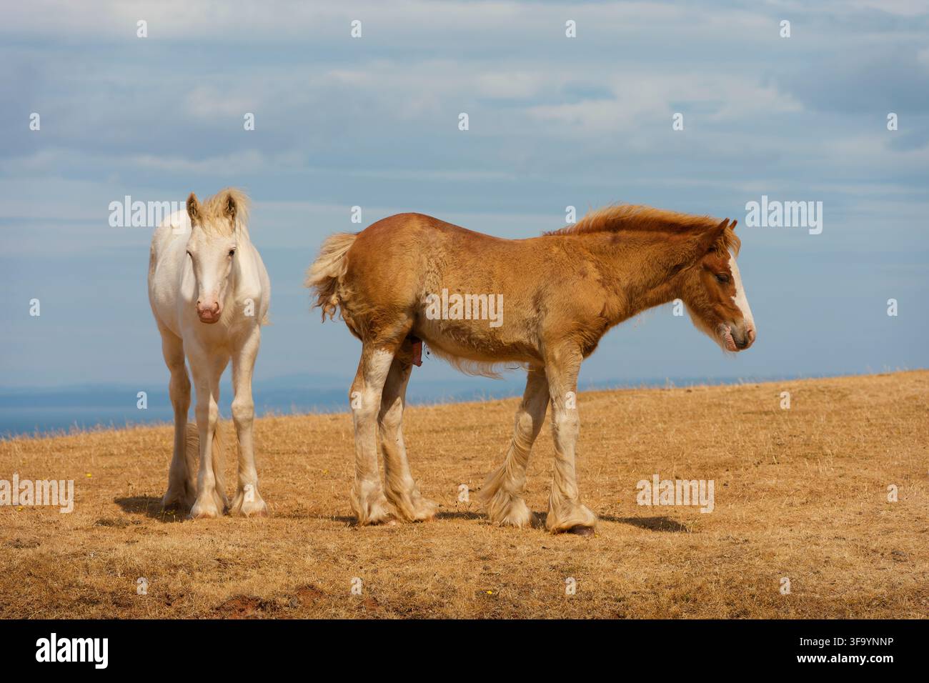 Due giovani puledri di montagna gallesi, uno bianco e l’altro marrone, sulle scogliere sopra la baia di Rhossili. Foto Stock