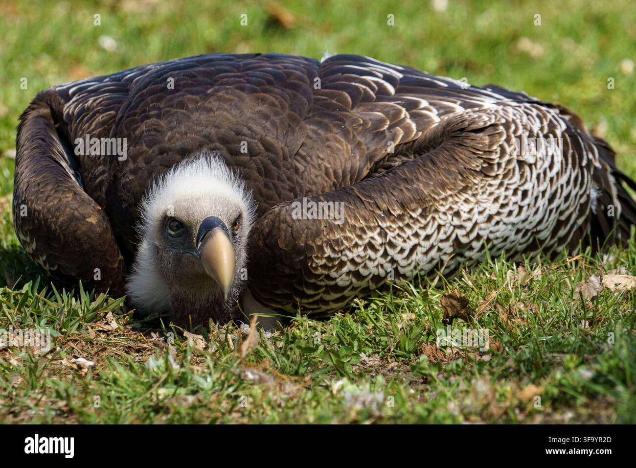 Un ritratto orizzontale in primo piano di un avvoltoio di Rüppell (Gyps rueppellii) accovacciato sull'erba verde che guarda direttamente verso la fotocamera. Foto Stock