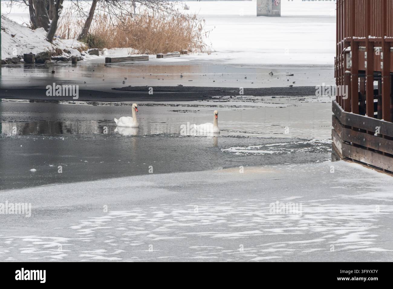 Due cigni bianchi nuotano nell'acqua aperta circondata da ghiaccio e neve su una riva di lago in inverno. Foto Stock