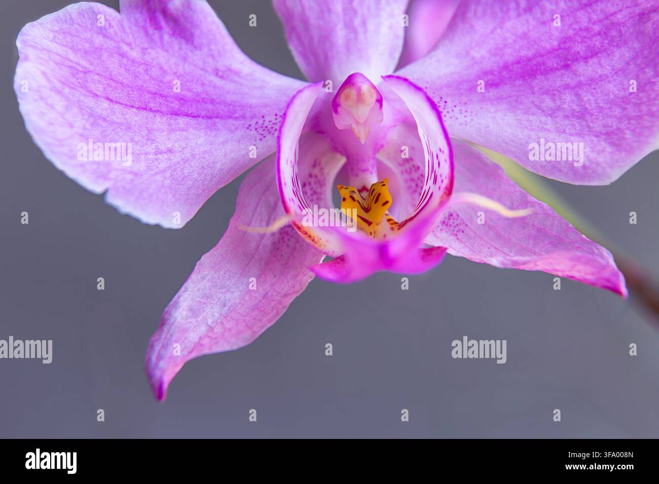 Ultra macro primo piano di una colonna di orchidea viola nella luce soffusa della giornata. Foto Stock