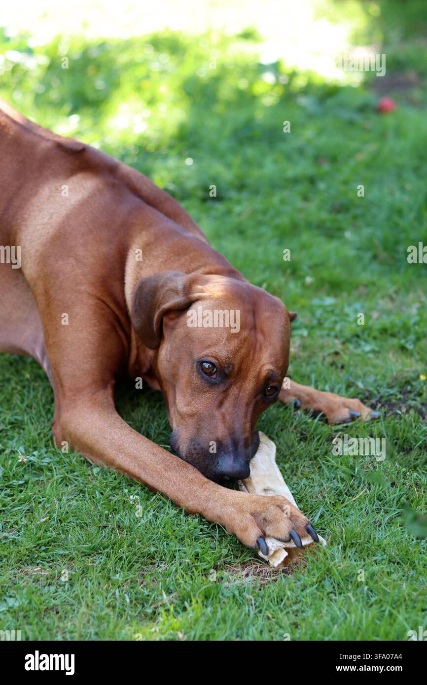 Cane Rhodesian Ridgeback che gioca con un osso in giardino Foto Stock