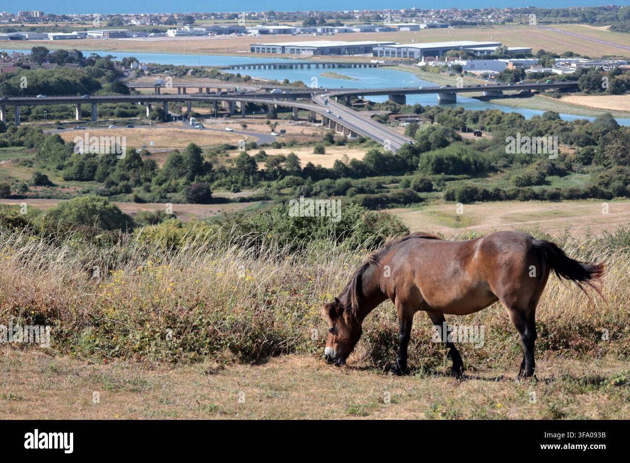 I pony di Exmoor pascolano su Mill Hill sopra Shoreham guardando giù verso la valle del fiume Adur Foto Stock