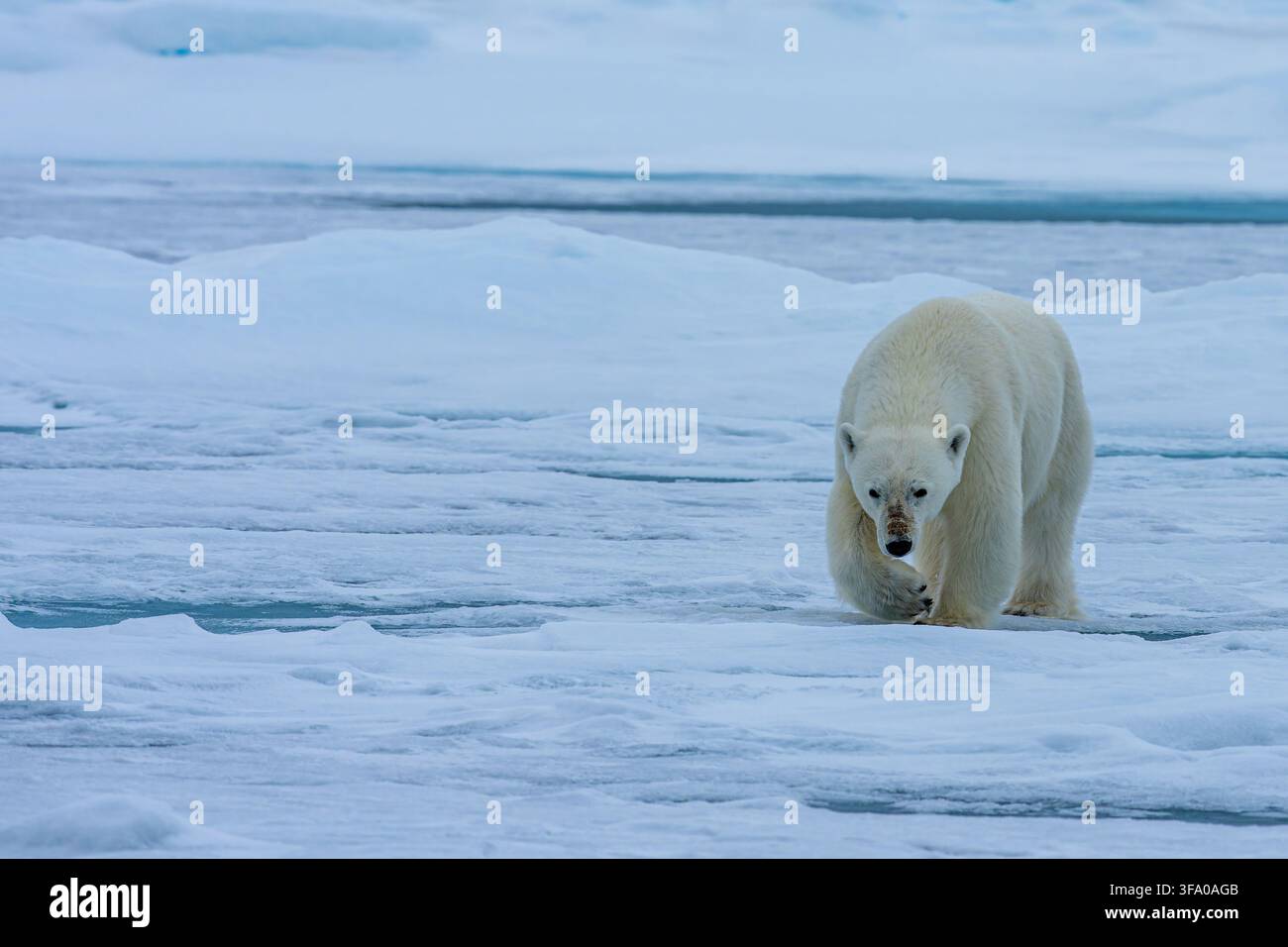 Orso polare - Ursus maritimus - si muove direttamente su ghiaccio marino blu con sottili superfici di acqua aperta in un paesaggio artico remoto. Nell'arcipelago di Svalbard Spitsberge Foto Stock