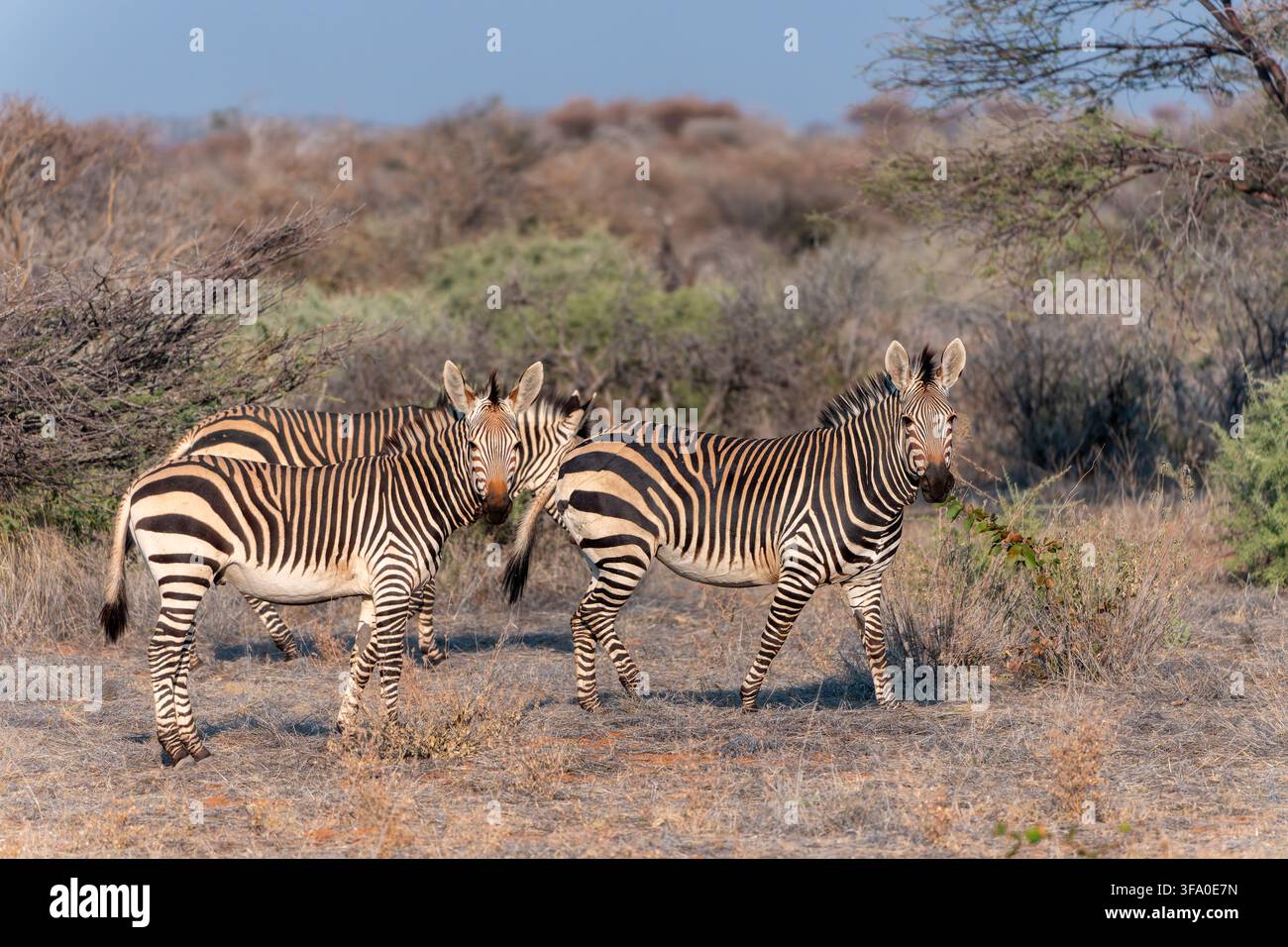 Branchio di zebre di montagna in un habitat di arbusti secchi, fotografato in Namibia. Foto Stock