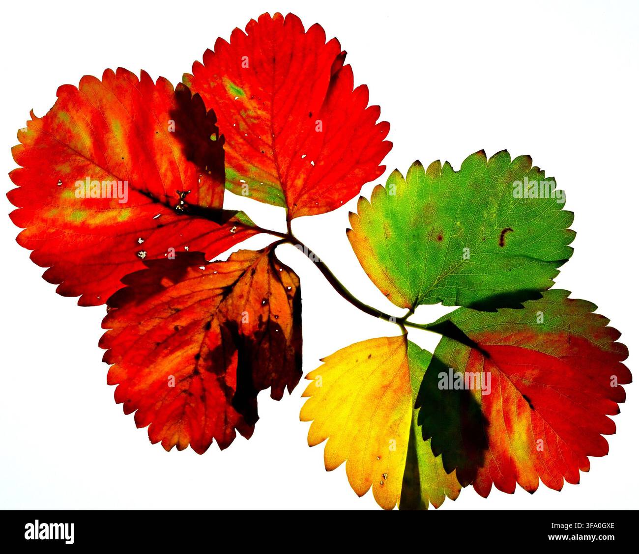 Primo piano di foglie colorate, Fragola, che mostra l'anatomia della superficie della foglia. Foto Stock