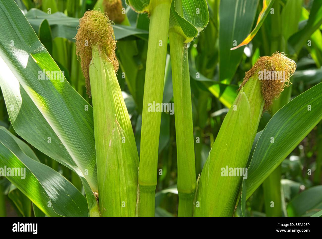 Mazzi di mais in un campo di mais vicino a Barkelsby, Schwansen Foto Stock