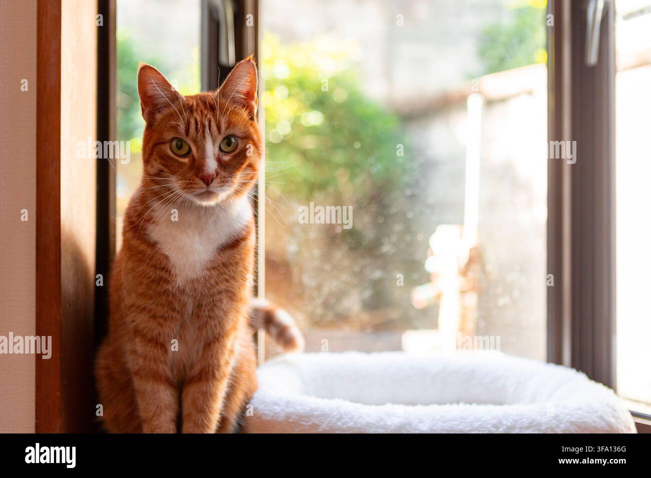 Gatto tigrato zenzero con il petto bianco seduto accanto a una finestra illuminata dal sole all'interno, che fissa la fotocamera vicino a un letto morbido con un giardino verde sfocato all'esterno. Foto Stock