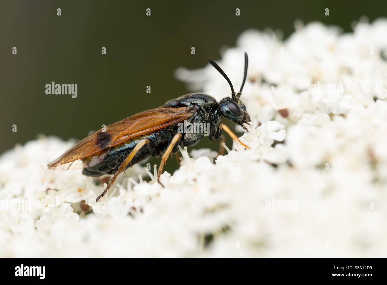 Fuso bronzo (arge ustulata) appollaiato su una carota selvatica europea bianca (Daucus carota), trovato nella Südheide nella Bassa Sassonia, Germania Foto Stock