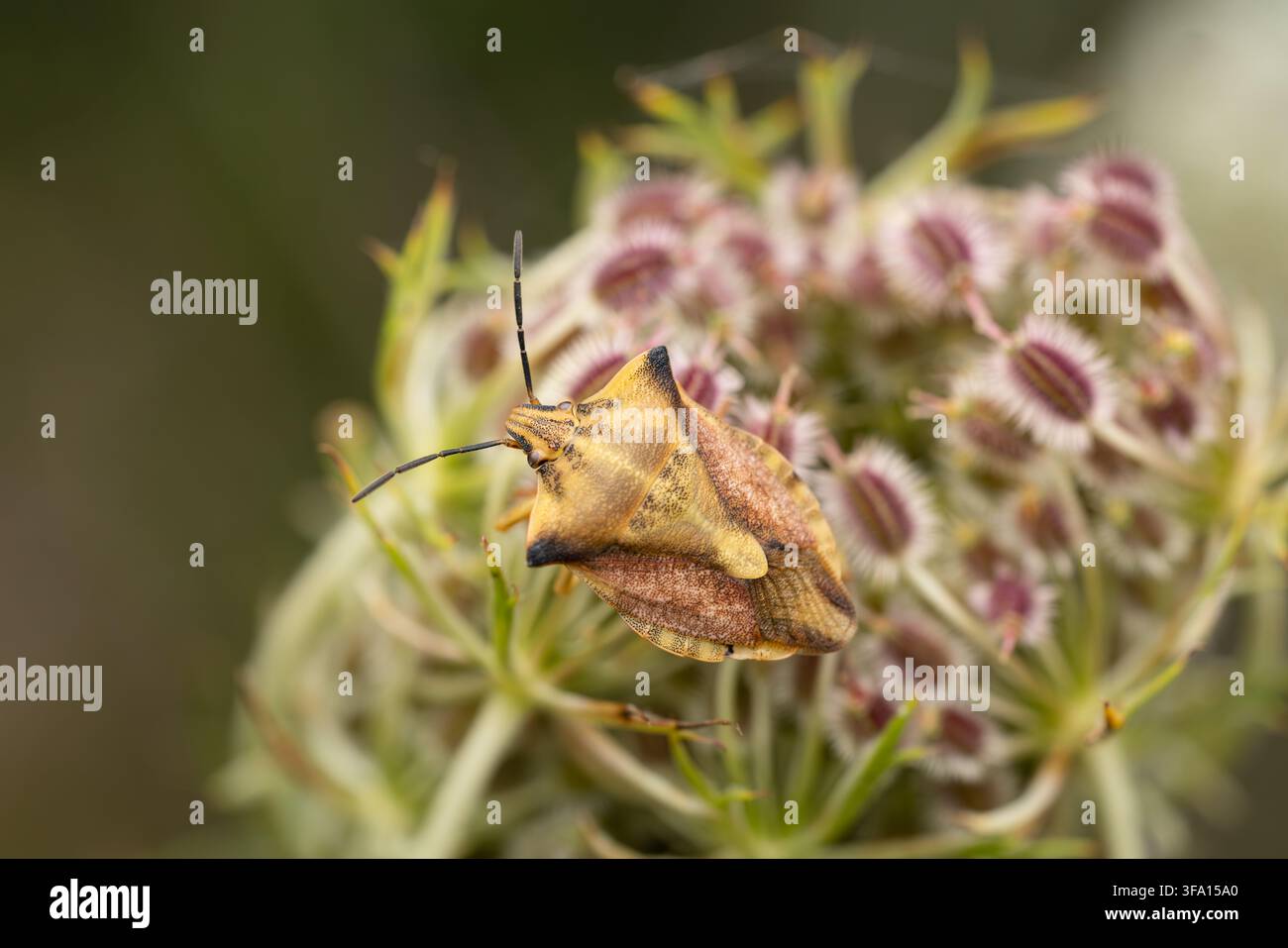 Carcinella fruttifera europea (Carpocoris fuscispinus) appollaiata su una carota selvatica europea (Daucus carota), trovata nella Südheide nella Bassa Sassonia, Germania Foto Stock
