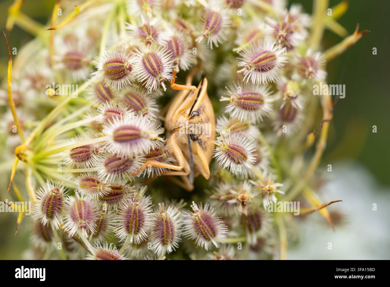 Carcinella fruttifera europea (Carpocoris fuscispinus) appollaiata su una carota selvatica europea (Daucus carota), trovata nella Südheide nella Bassa Sassonia, Germania Foto Stock