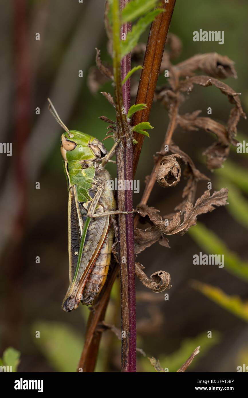 cavalletta femmina dalle ali striate (Stenobothrus lineatus) appollaiata su una pianta di tanaceto (Tanacetum vulgare), trovata nella Südheide nella Bassa Sassonia, Germania Foto Stock