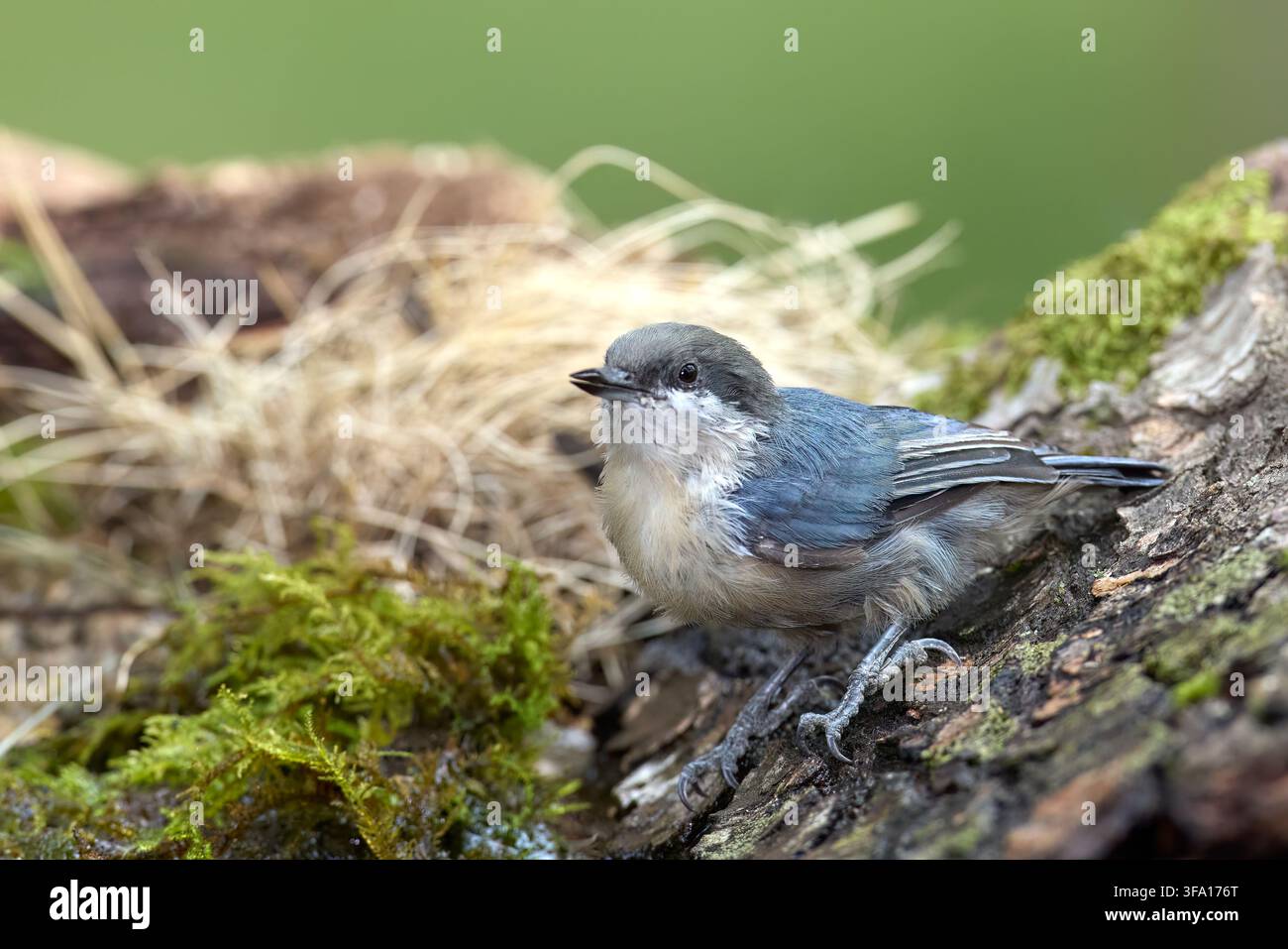 Un grazioso picchio pigmeo è appollaiato tra la vegetazione generica a Rathdrum, Idaho. Foto Stock