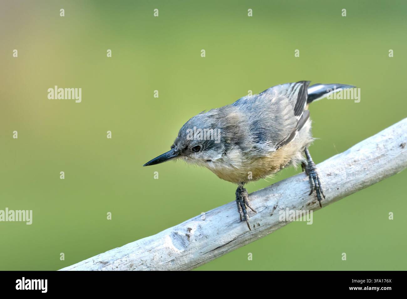 Un piccolo picchio pigmeo è appollaiato su un ramo a Rathdrum, Idaho. Foto Stock