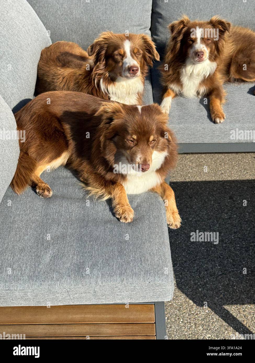 Tre cani marroni e bianchi sono sdraiati su un divano grigio Foto Stock