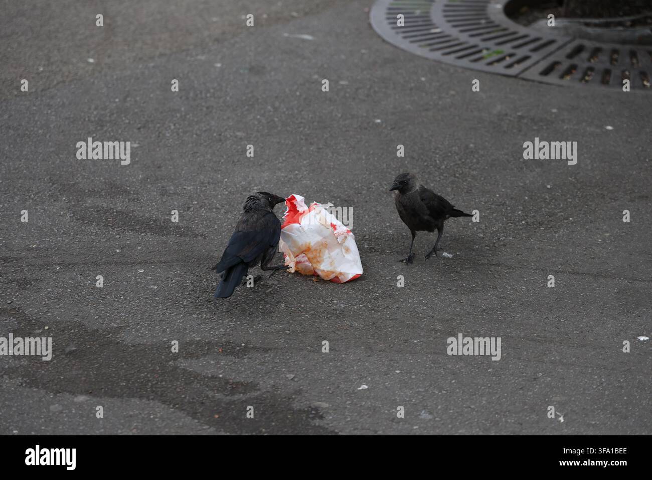 Due corvi che beccano un sacchetto di fast food bianco MAX contenente rifiuti alimentari, illustrando la fauna urbana e la ricerca di cibo. Foto Stock