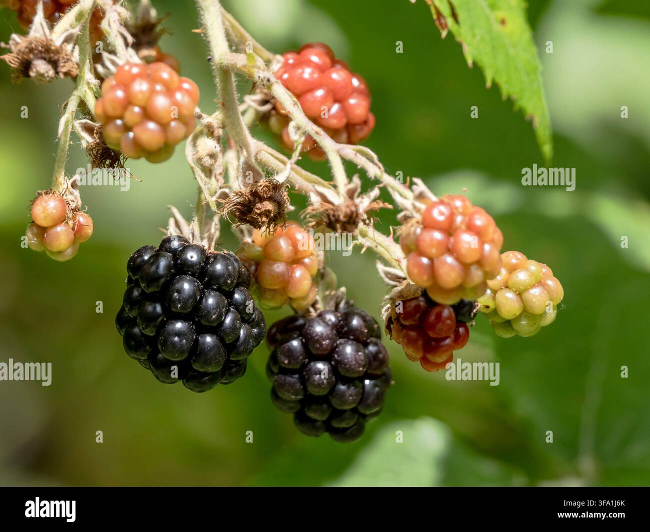 Un macro primo piano di un ramo di more selvatiche che mostra frutti a vari stadi di maturazione, da frutti verdi e rossi non maturi Foto Stock