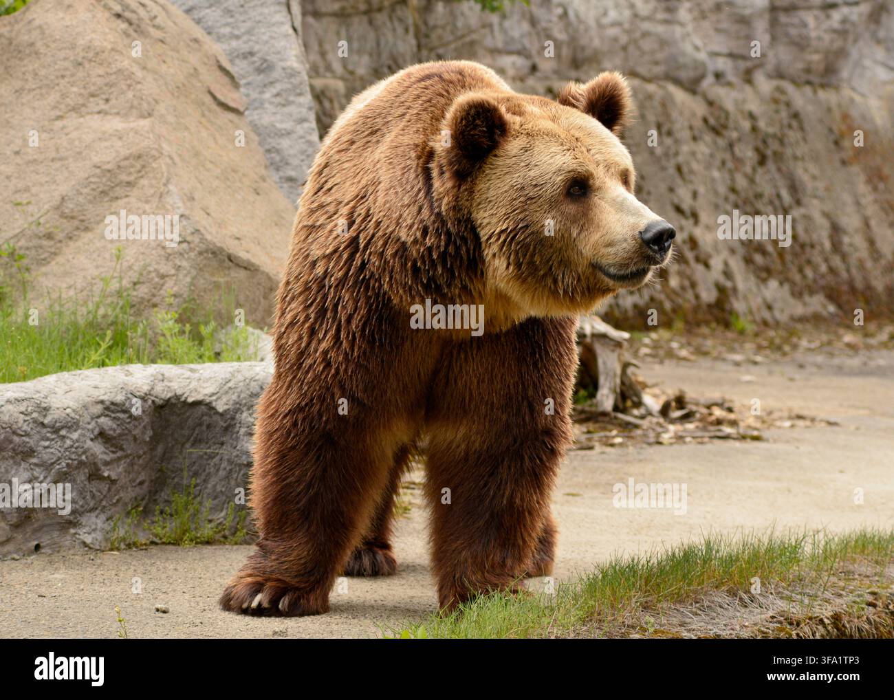 Orso bruno eurasiatico Ursus arctos arctos nel suo recinto in cattività allo zoo di Sofia; Sofia Bulgaria; Europa orientale; Balcani; UE Foto Stock