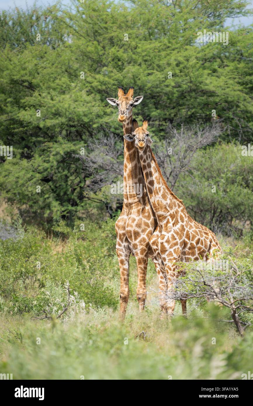 Due giraffe (Giraffa camelopardalis) in piedi una accanto all'altra. Amicizia ed espressione facciale. Parco nazionale di Chobe, Botswana, Africa Foto Stock