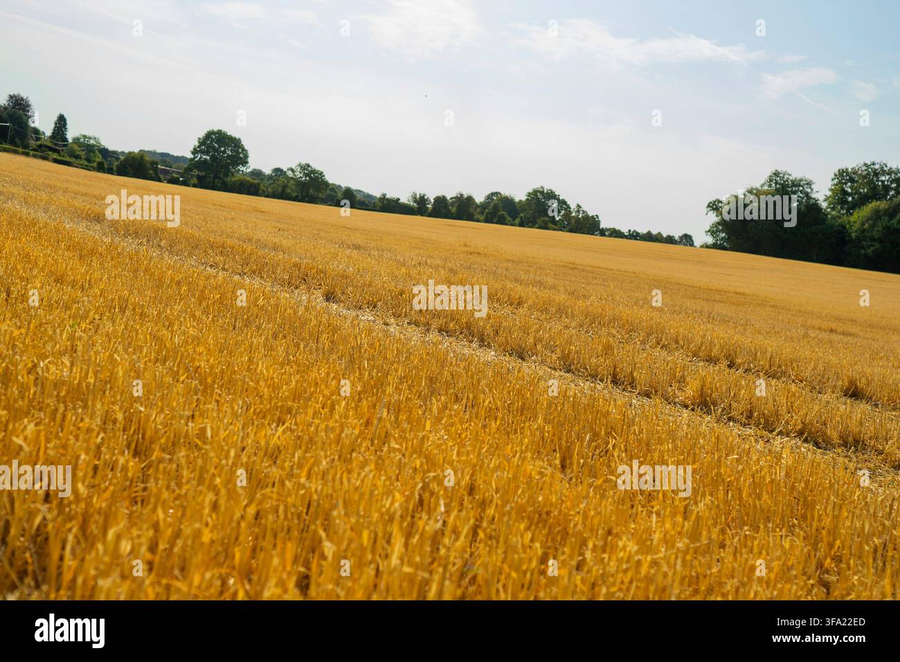 Ampia veduta panoramica di un campo di grano dorato raccolto a secco con stecchi, delimitato da alberi verdi, linee elettriche e un cielo sereno nella campagna rurale Foto Stock