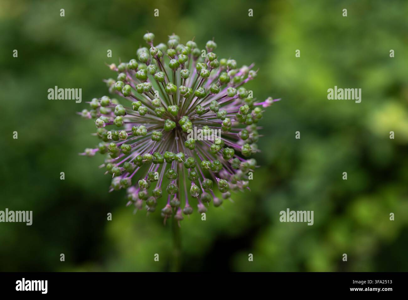 Capolino di seme di aglio ornamentale (Allium) con capsule verdi in sviluppo e fiori viola che appassiscono, fotografato in primo piano su uno sfondo verde morbido. Foto Stock