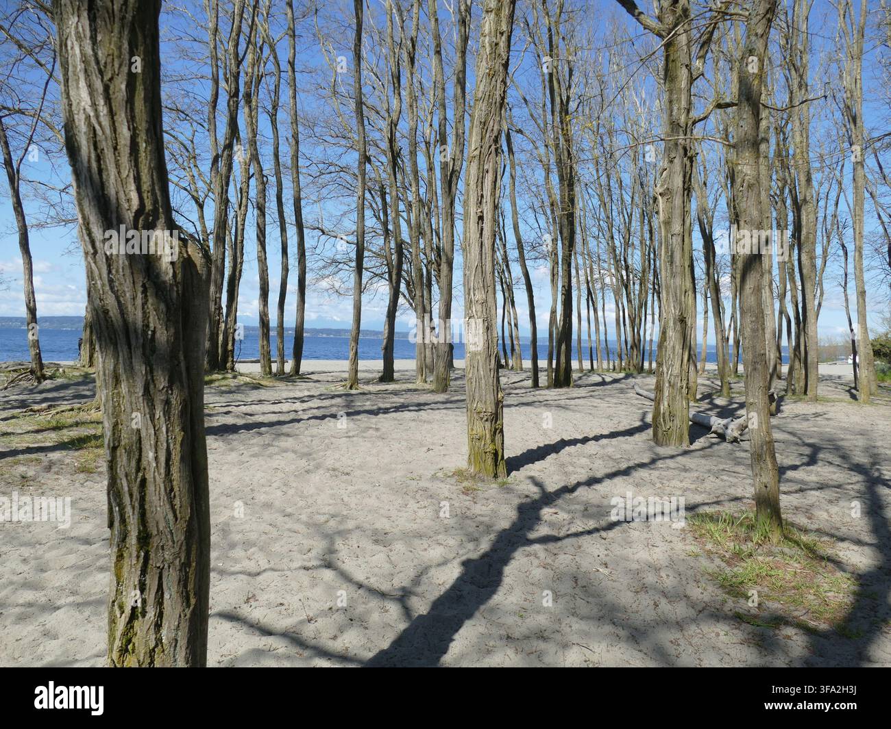 Rami di legno che proiettano intricati motivi d'ombra su una spiaggia sabbiosa vicino a Puget Sound, paesaggio del Nordovest del Pacifico. , Shilshole, Seattle Foto Stock