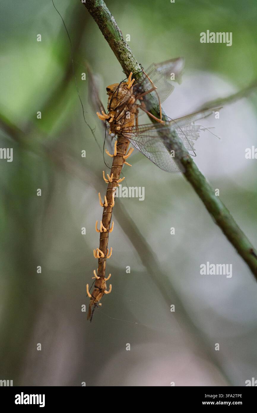Vista di una libellula infettata da funghi parassiti Cordyceps, con steli fungini che emergono dal suo corpo mentre è appesa a un ramo sottile a Santo Domi Foto Stock