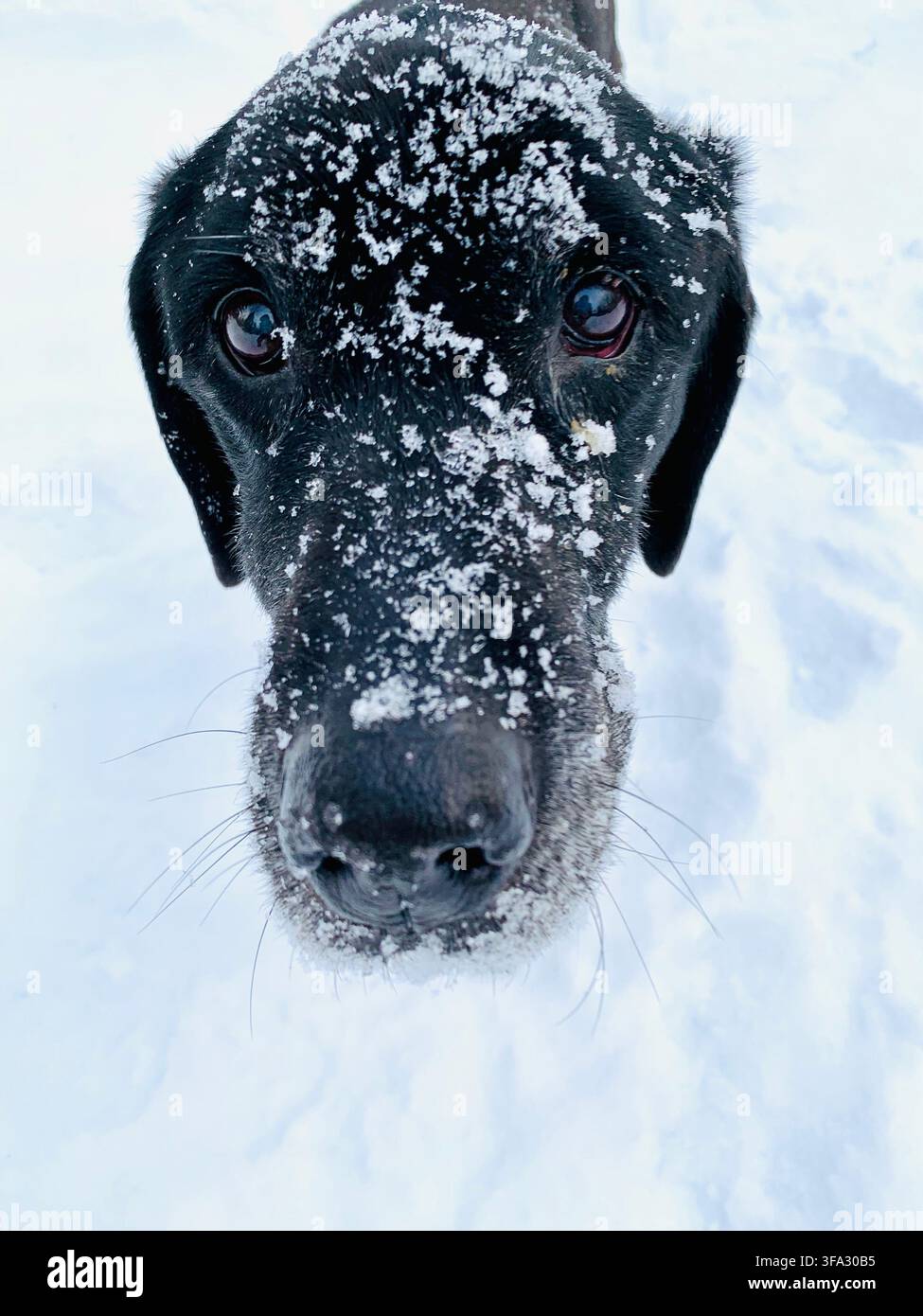 Cane nero con muso coperto di neve – Labrador nero all'aperto in inverno in piedi nella neve con la neve sul viso Foto Stock