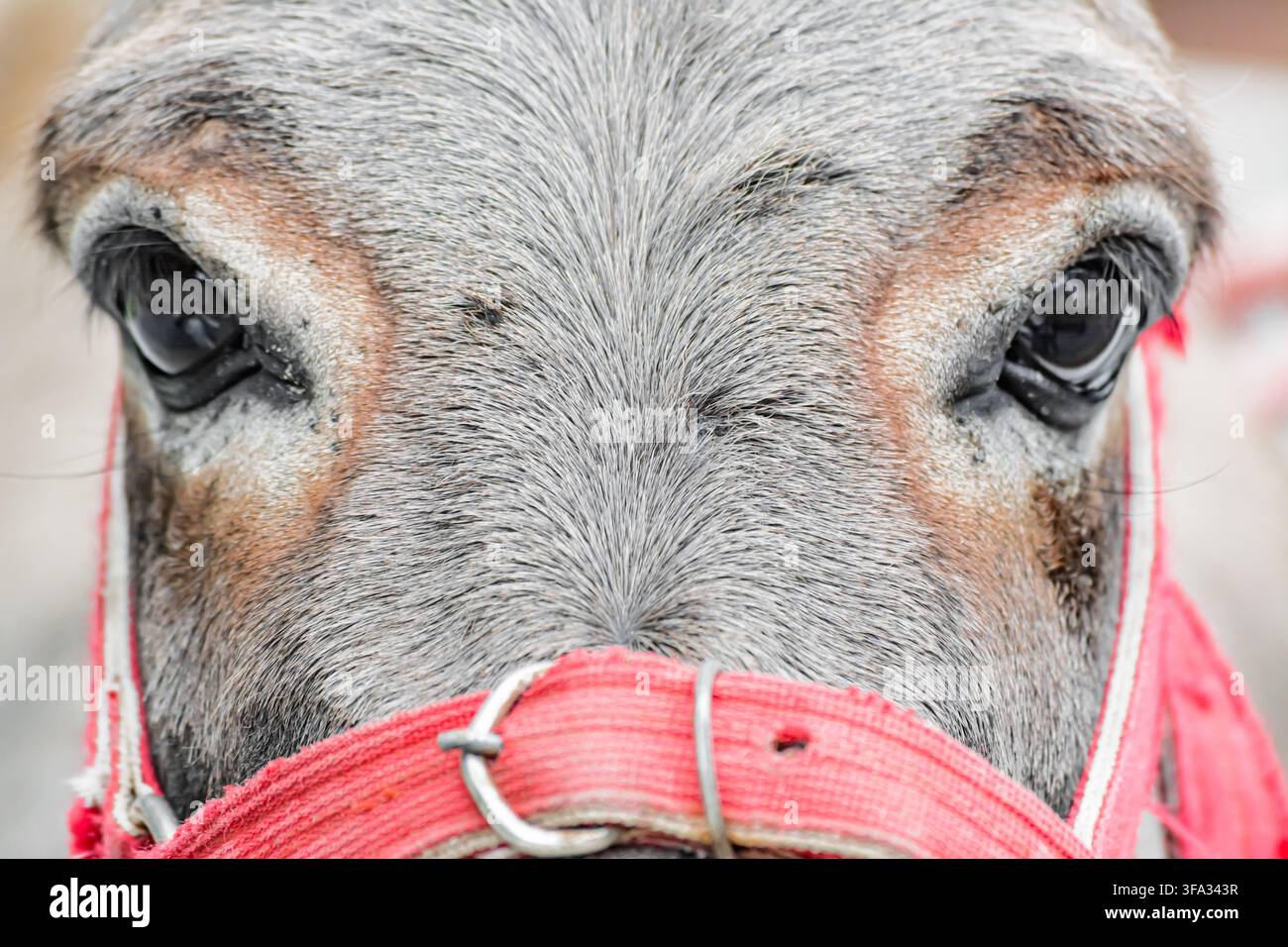 Ritratto della testa di un cavallo con dettagli e texture dei capelli Foto Stock