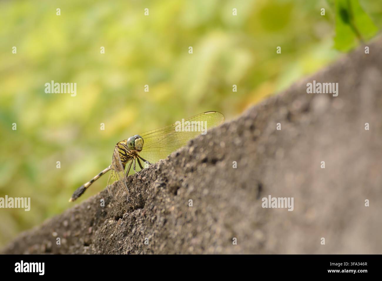 Libellula appollaiata in un muro tra piante verdi Foto Stock