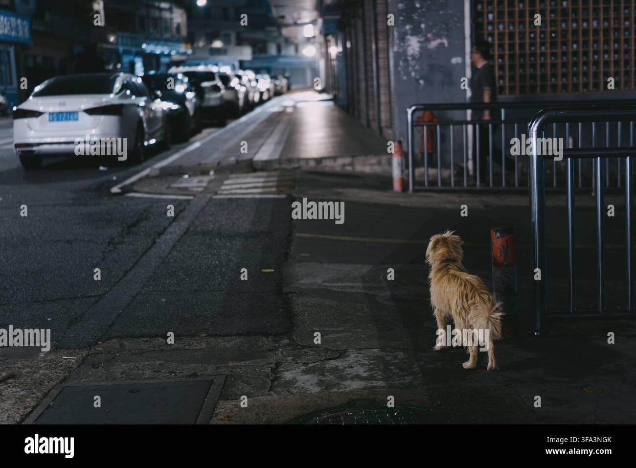 Scena notturna di strada urbana a Hong Kong, Cina – un cane randagio spelacchiato si trova sul marciapiede bagnato accanto Foto Stock