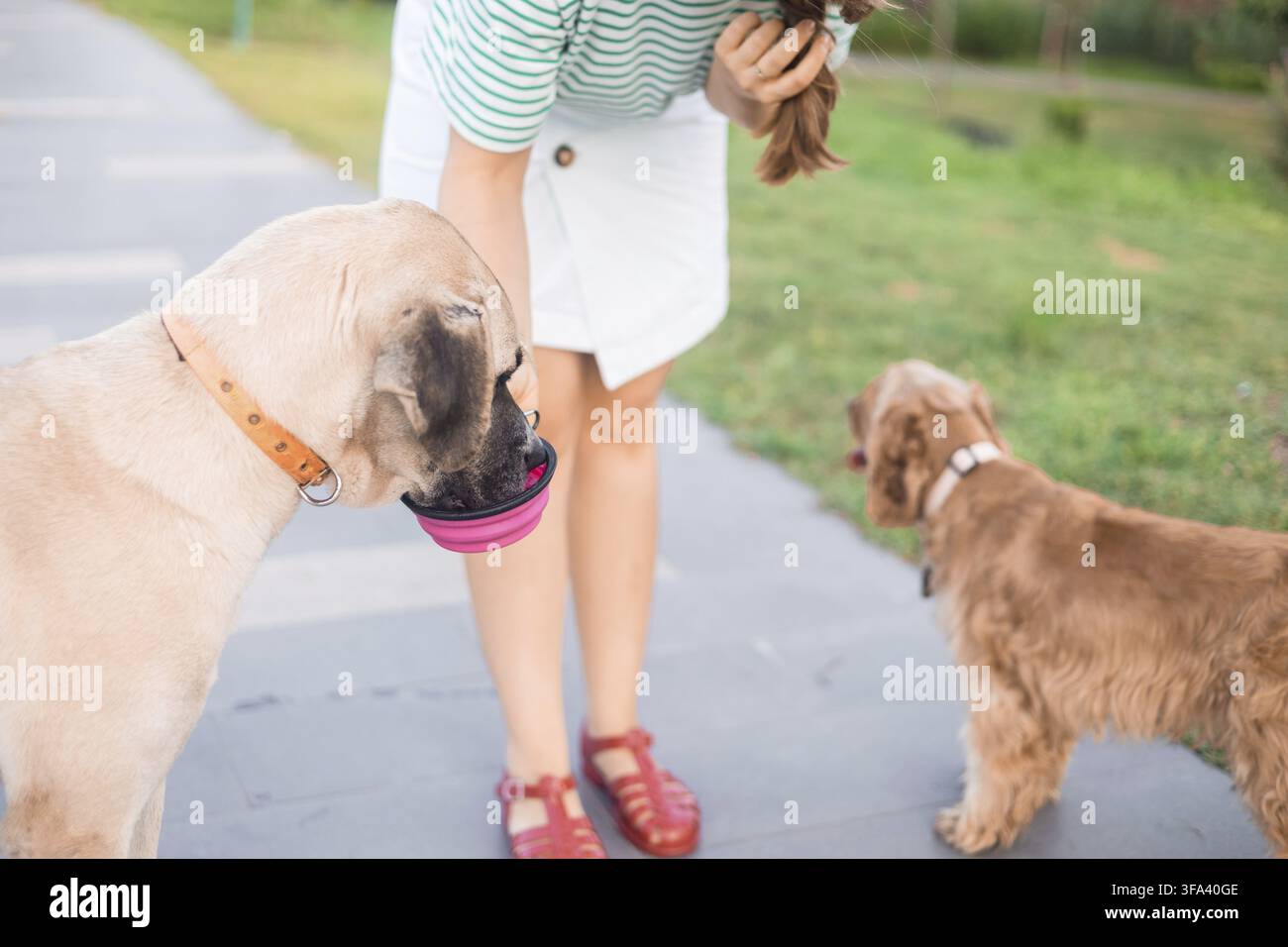 Una donna dà dell'acqua a un cane mentre un altro cane si avvicina su un sentiero lastricato Foto Stock