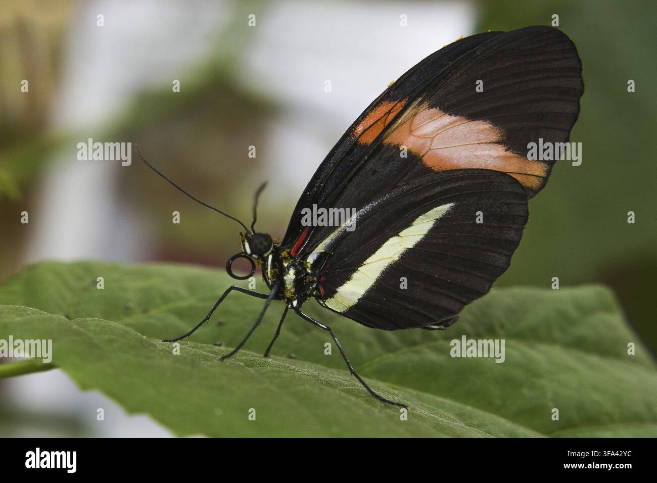 010-102023-42 Foto Stock