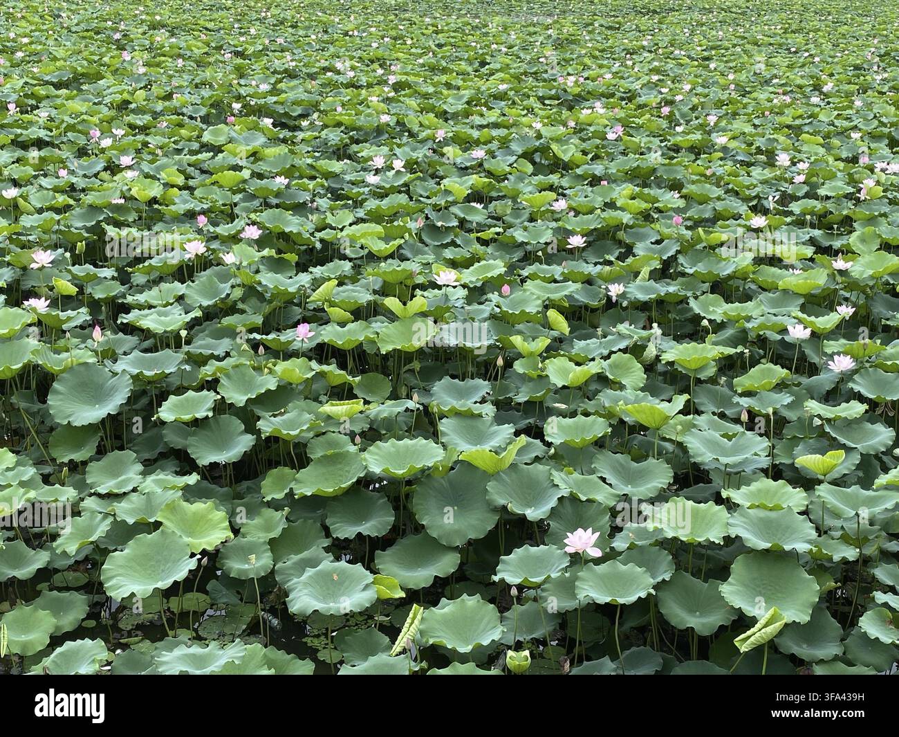 Fiore loto foglie natura Foto Stock