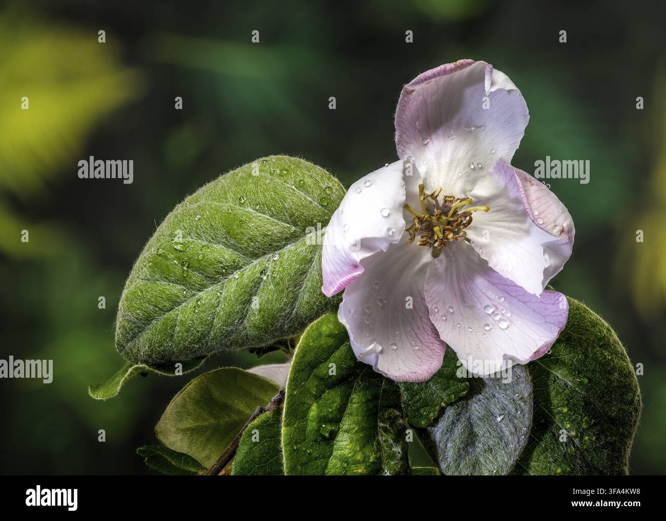 Un solitario fiore di cotogna che fiorisce su un ramo. L'immagine mette in risalto i delicati petali bianchi rosa, gli stami con punta dorata e i morbidi e leggeri petali Foto Stock