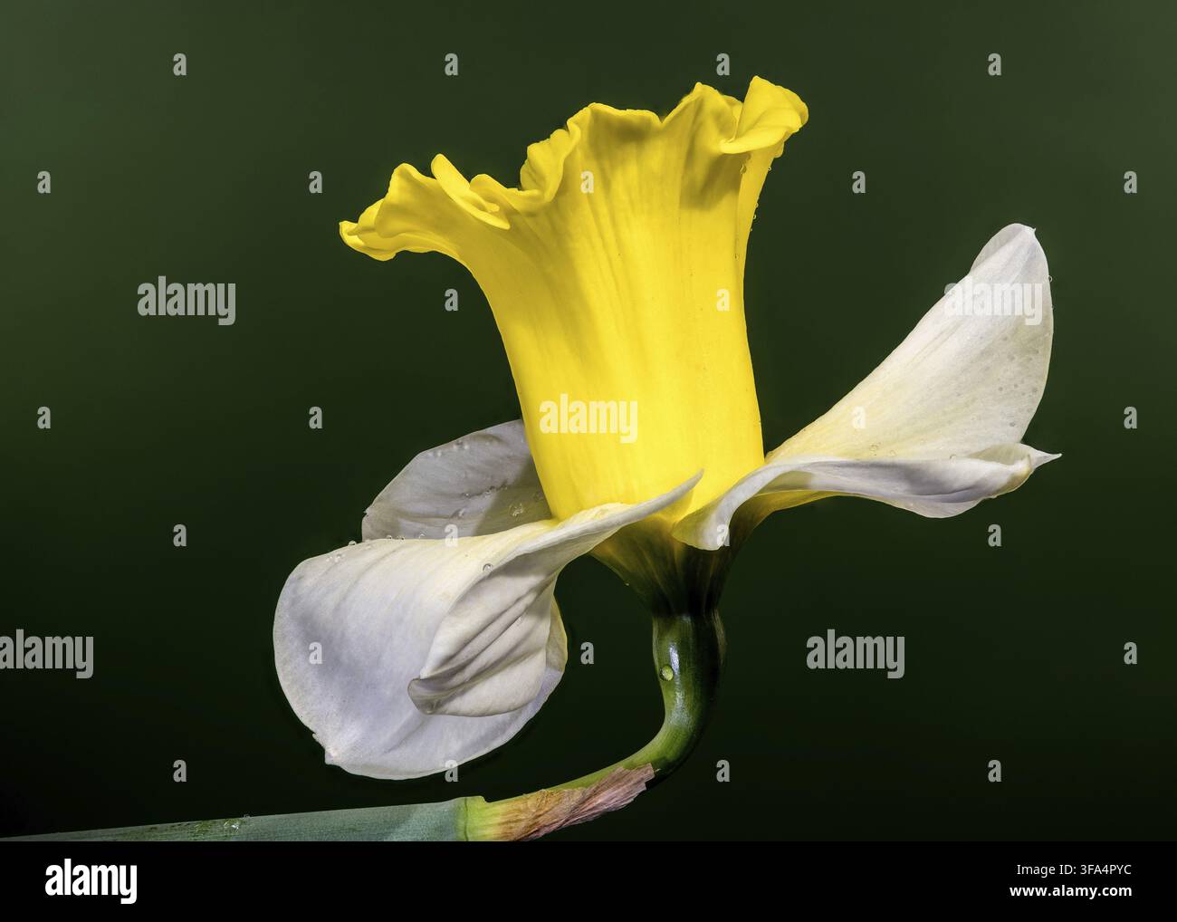 Narciso giallo con gocce d'acqua su sfondo verde scuro Foto Stock