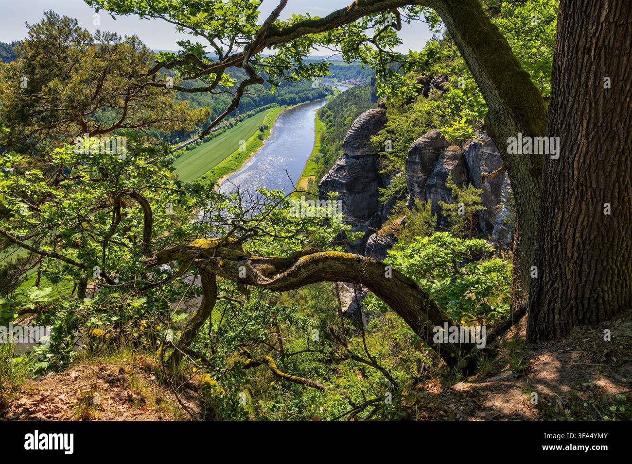 Paesaggio del Parco Nazionale della Svizzera Sassone con l'Elbe e un albero sulla cima di una scogliera nella Sassonia, Germania. Foto Stock