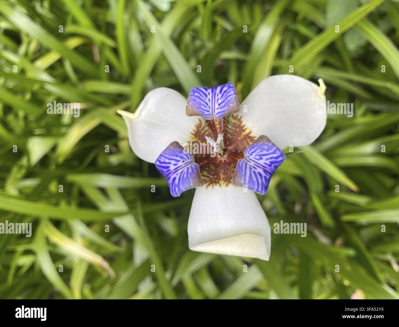 Un impressionante primo piano di un fiore di iris che cammina, che mostra i suoi eleganti petali bianchi e viola in piena fioritura Foto Stock