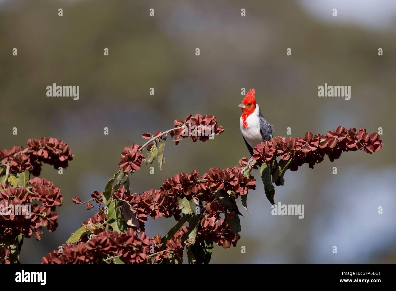 Cardinale dalla cresta rossa Pantanal Brasile Foto Stock
