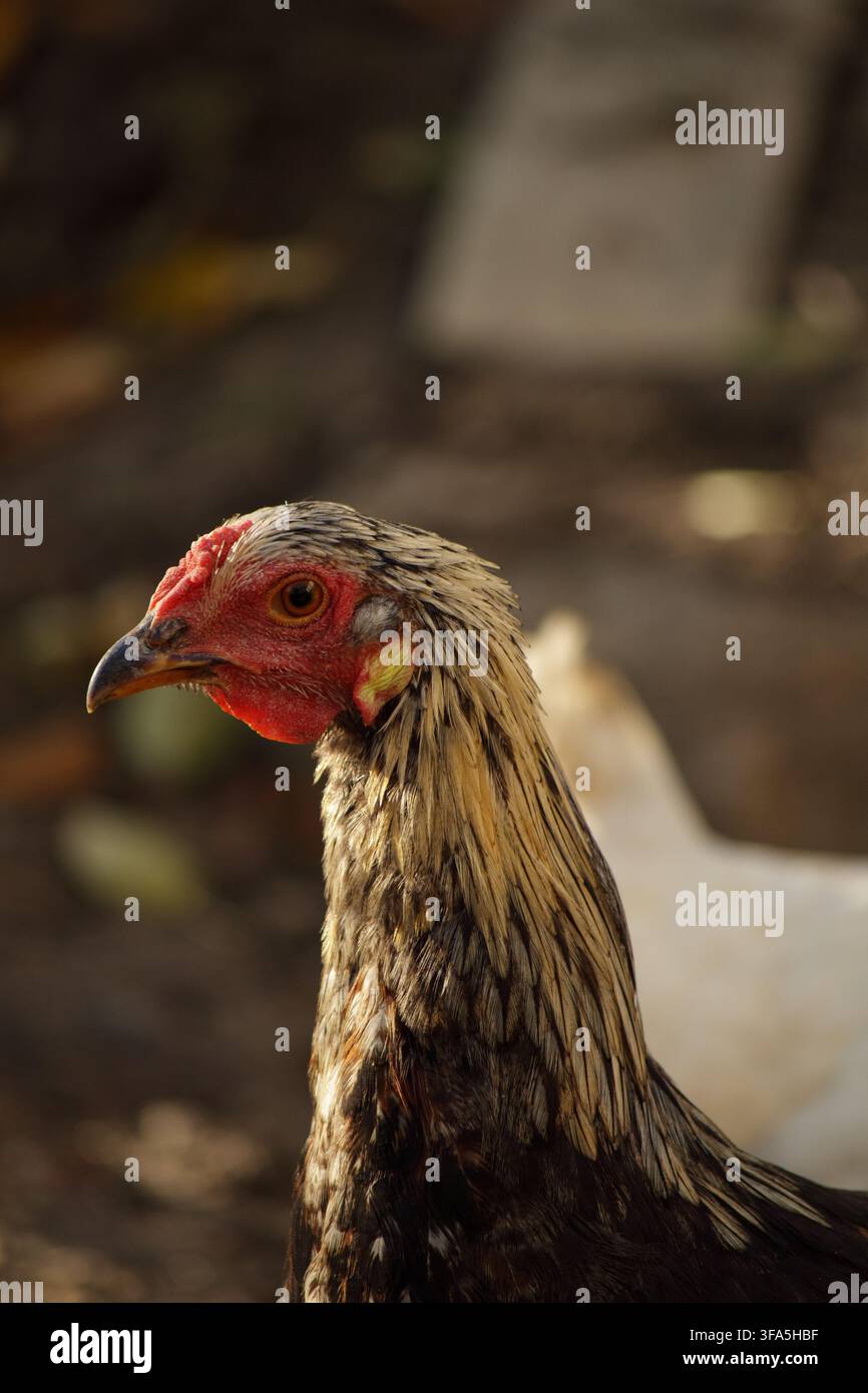 Primo piano di un pollo marrone e nero Foto Stock