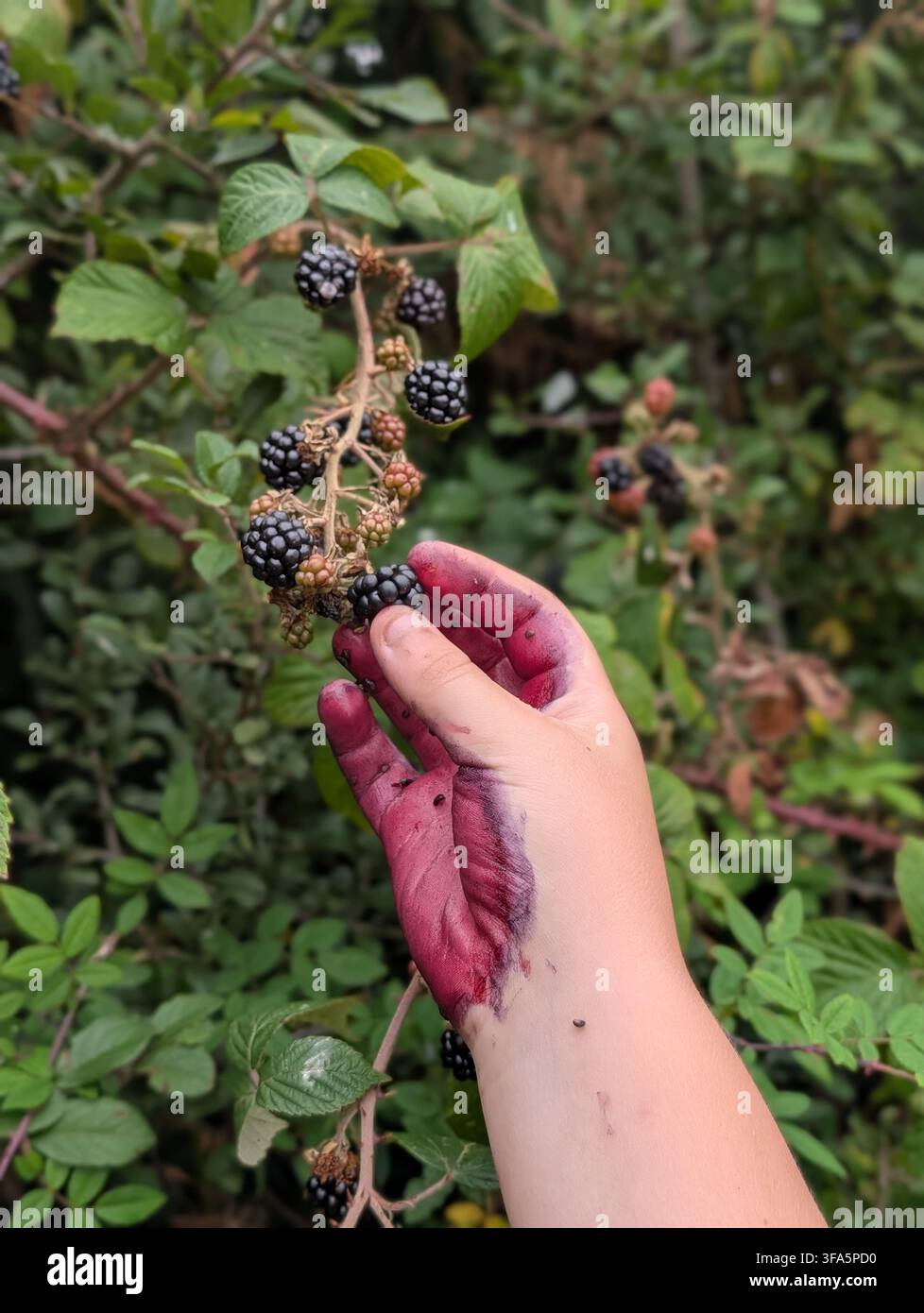 Bambino che raccoglie mirtilli selvatici maturi da una siepe nella campagna del Carmarthenshire, Galles, Regno Unito, agosto 2026. - Immagine stock catturata con smartphone