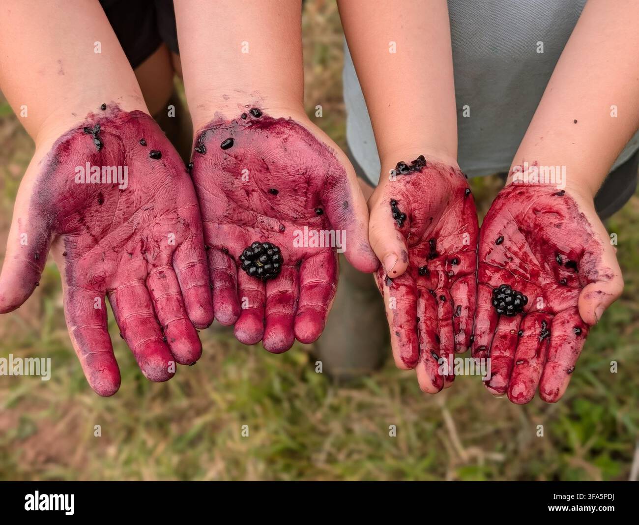 Due mani di bambini macchiate di succo di more dopo aver raccolto more selvatiche mature da una siepe nel Carmarthenshire, UK, agosto 2026. - Immagine stock catturata con smartphone