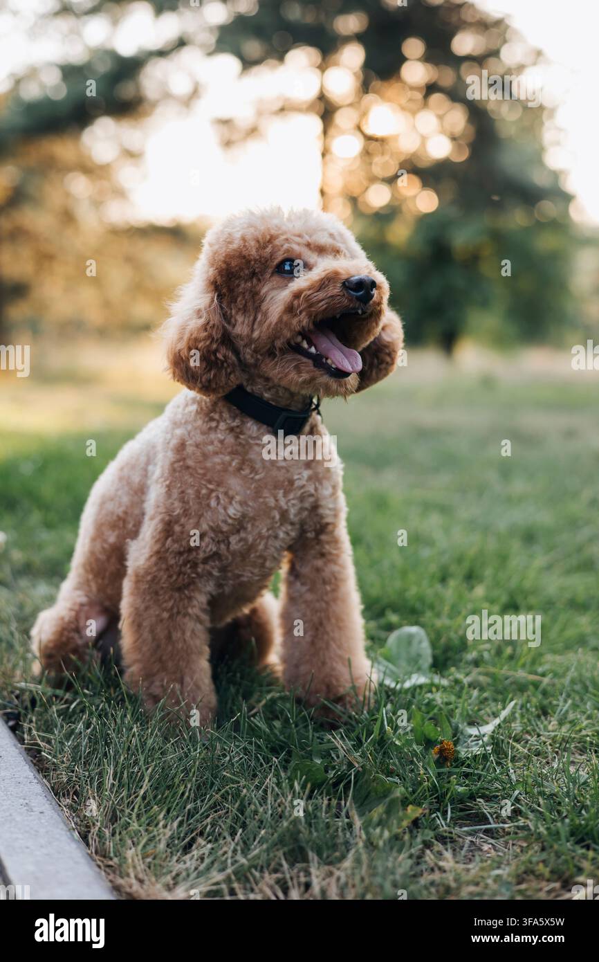 Pudle Toy felice seduto sull'erba nel parco al tramonto Foto Stock