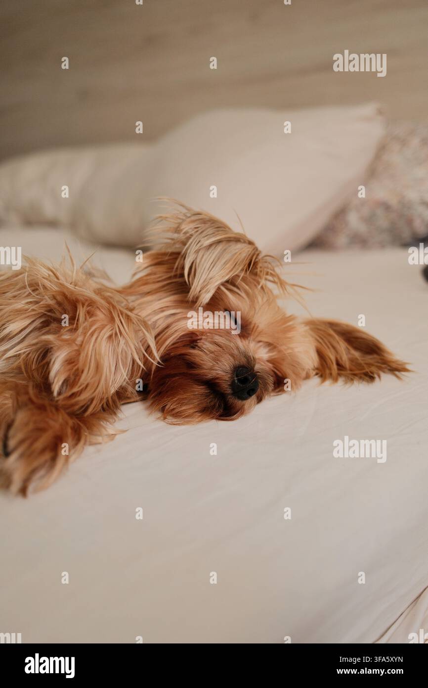 Uno Yorkshire Terrier che si rilassa su un letto in un ambiente domestico accogliente, catturato dall'alto per enfatizzare il comfort, la morbidezza e la vita quotidiana intima Foto Stock