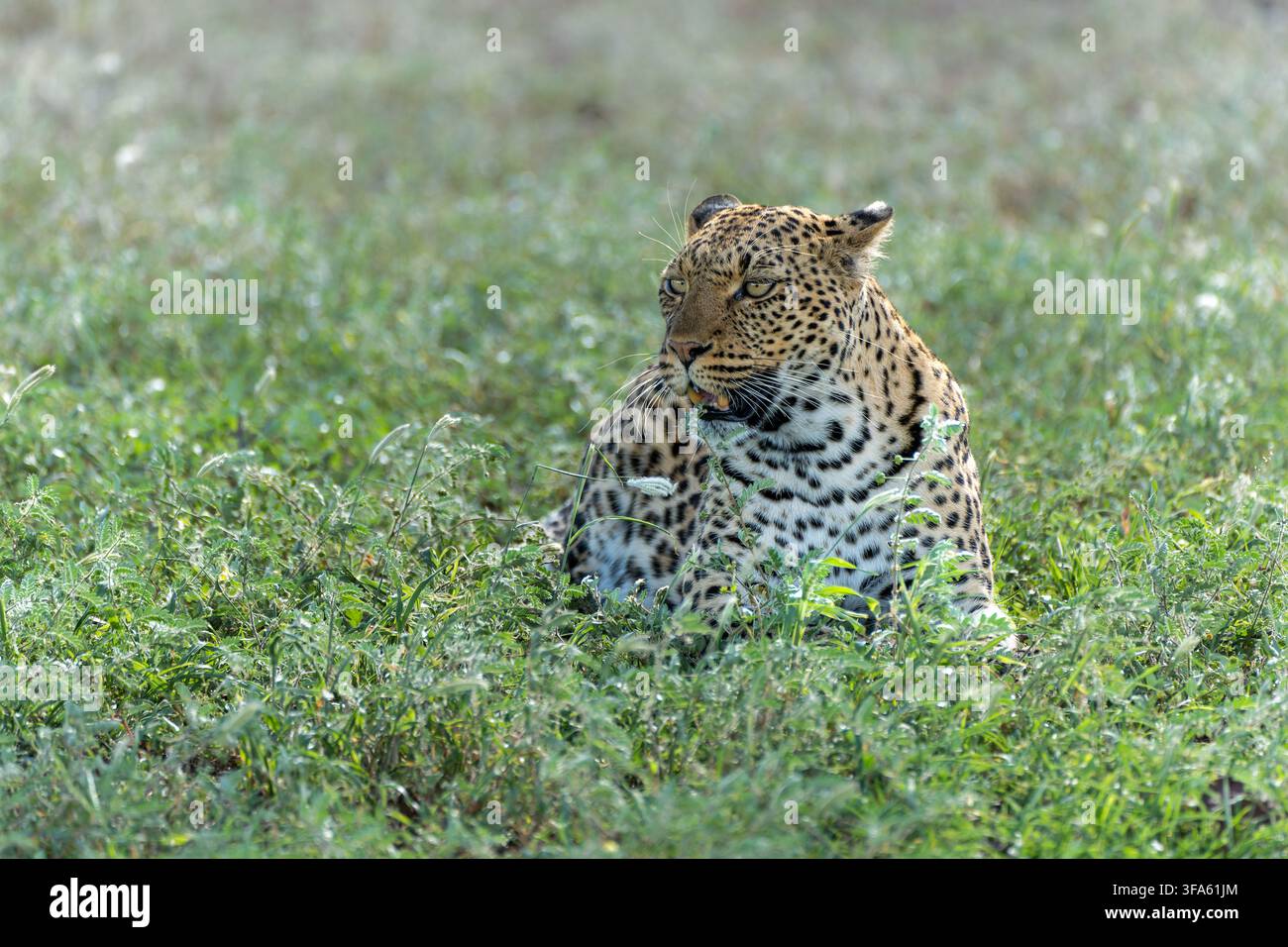 Leopardo (Panthera Pardus) che si aggira vicino a un letto di fiume asciutto nella riserva di caccia di Mashatu nel blocco Tuli in Botswana Foto Stock