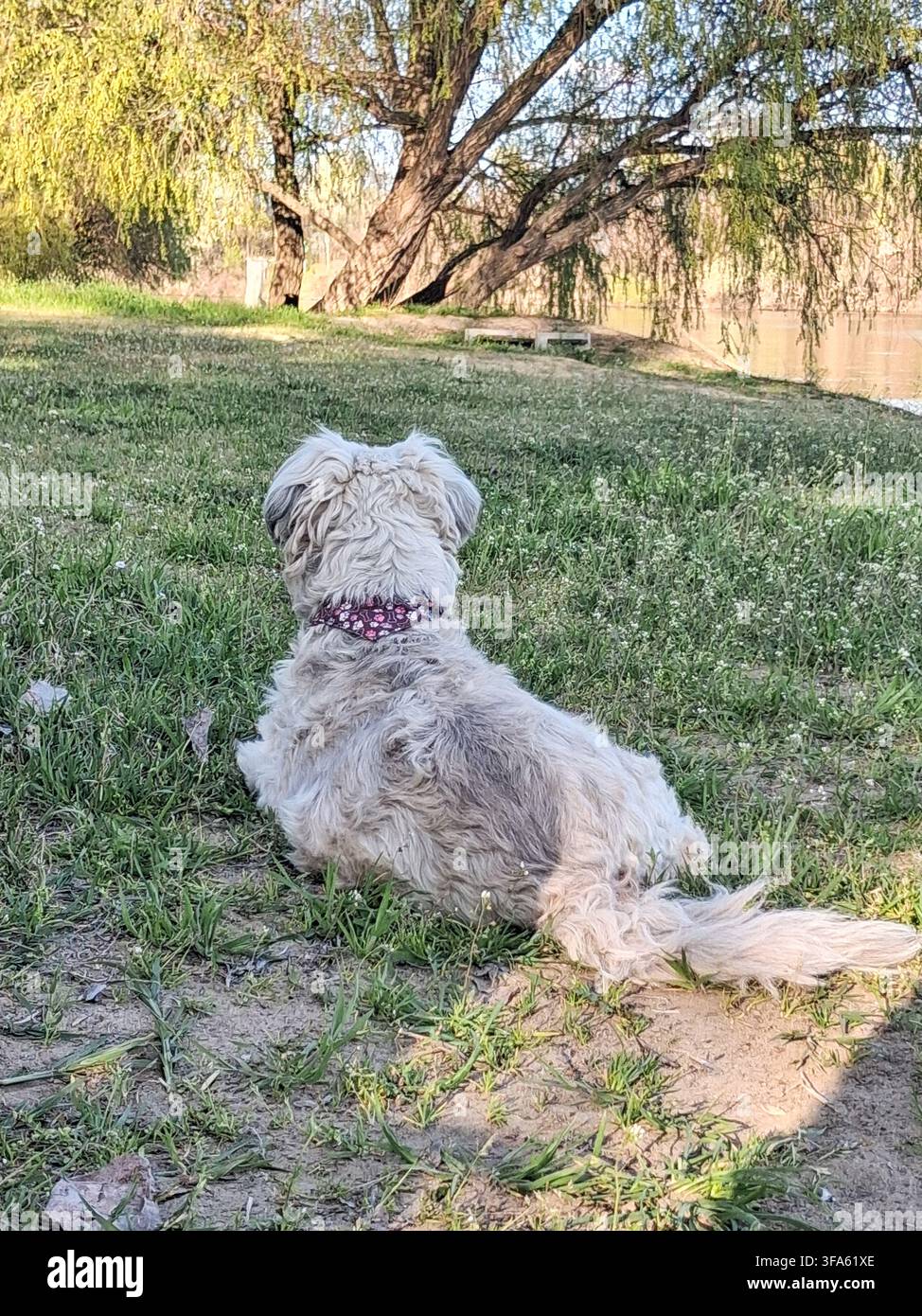 Piccolo cane bianco e soffice seduto nell'erba visto da dietro, che guarda verso un lago e salici verdi in un pomeriggio di primavera soleggiato Foto Stock