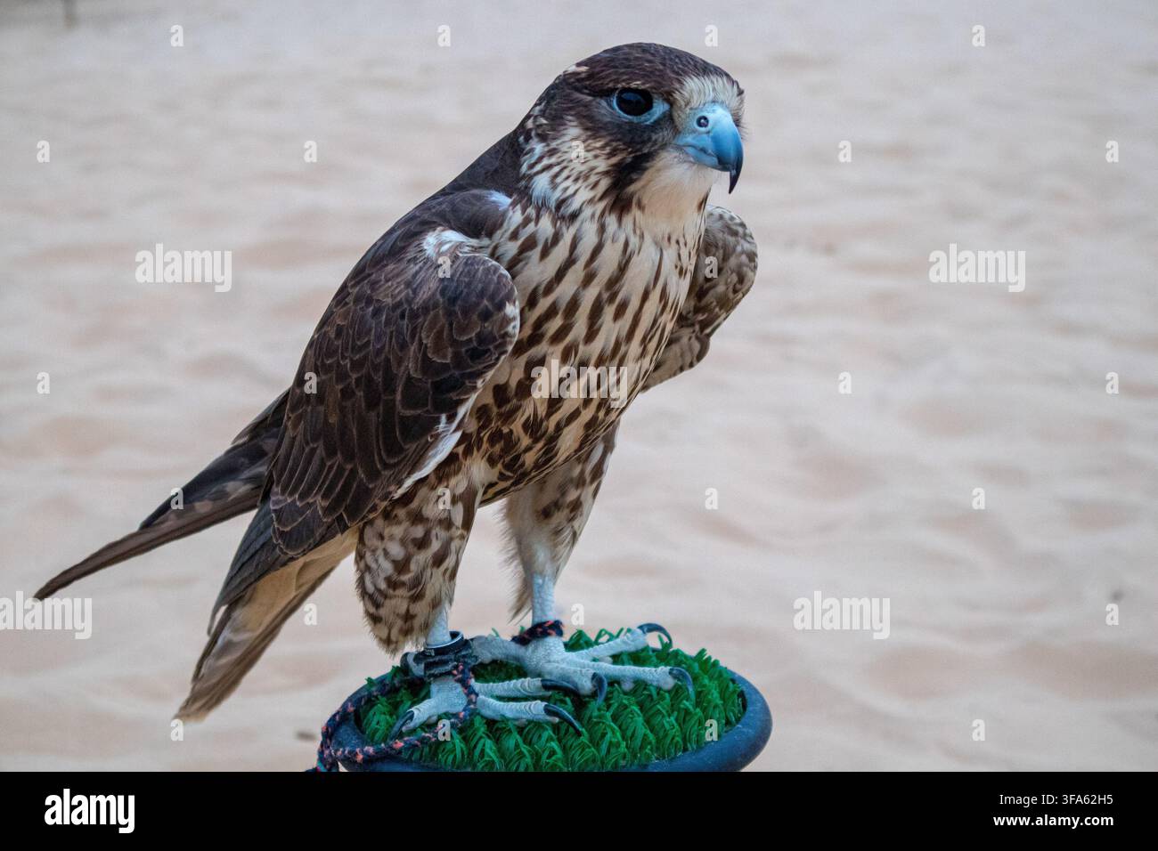 Falco appollaiato durante un'esperienza tradizionale emiratina nel deserto Foto Stock