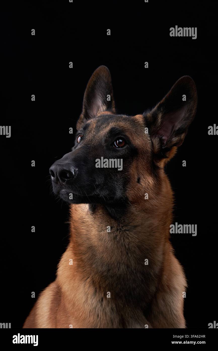 Ritratto di un Malinois belga che guarda di lato sotto una luce scura da studio. Ombre forti e pelo dettagliato creano un carattere canino elegante. Foto Stock