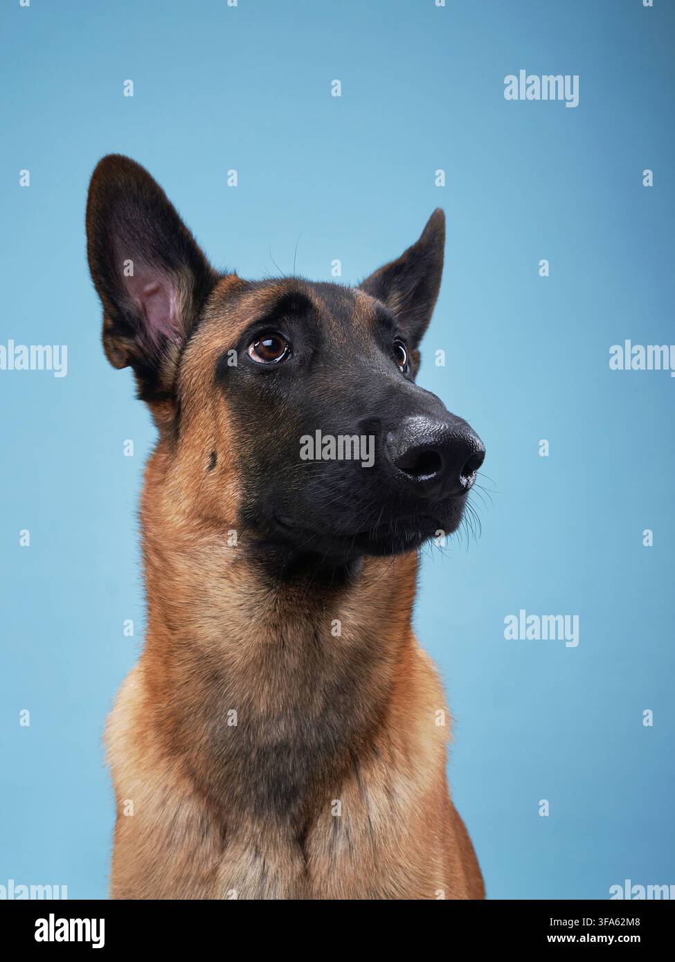 Malinois belga seduto attento con sguardo concentrato. Il ritratto in studio evidenzia intelligenza ed espressione. Foto Stock