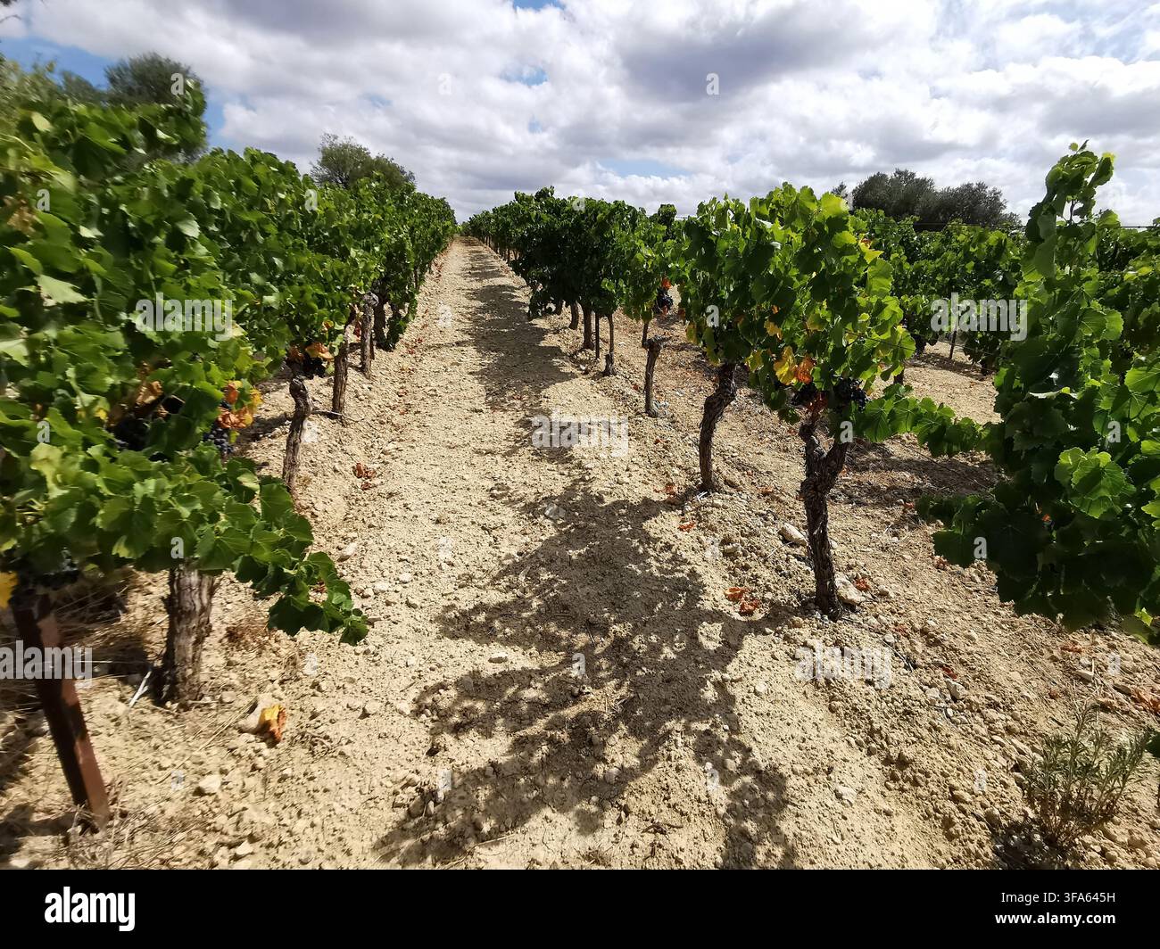 File di viti con grappoli scuri di uva crescono in terreno sabbioso sotto un cielo nuvoloso. Pali di tralicci metallici sostengono le viti. Foto Stock